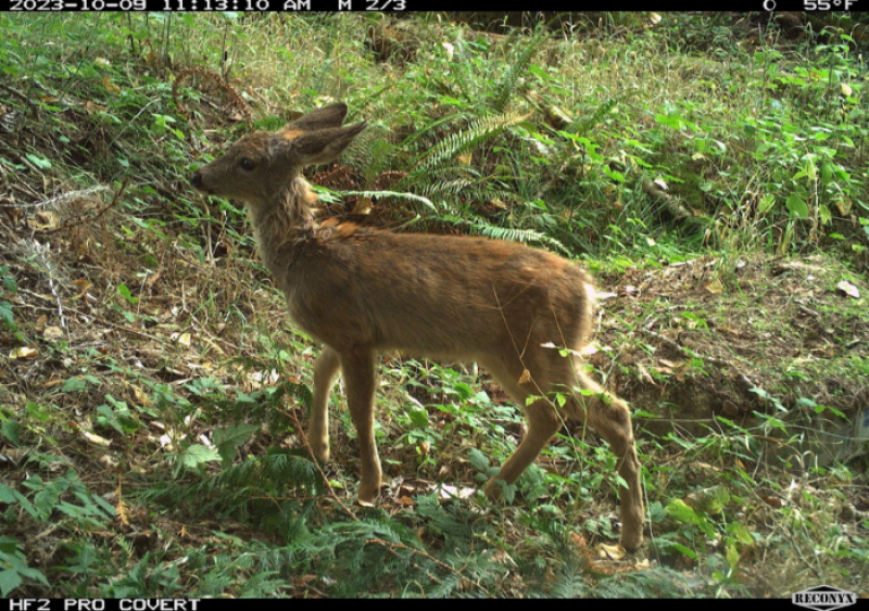 fawn photo