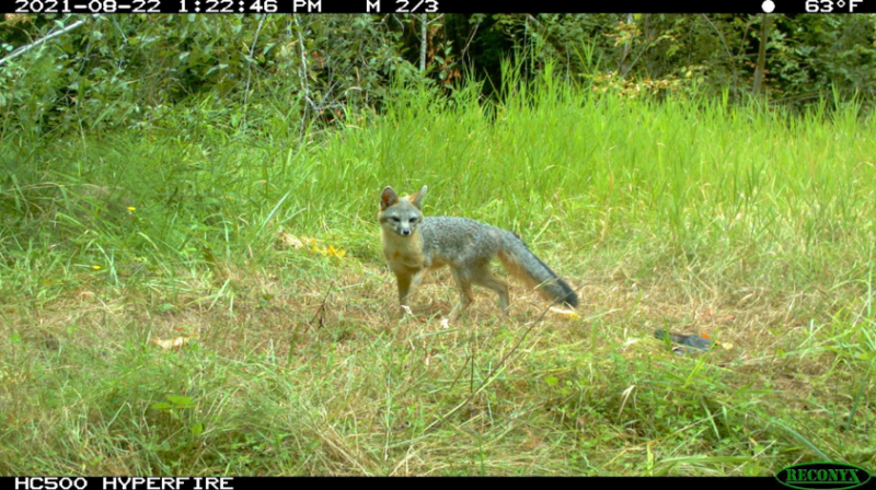 gray fox