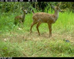 Deer on monitoring cameras roaming wetland