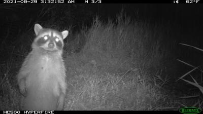 Raccoon captured by monitoring cameras at wetland